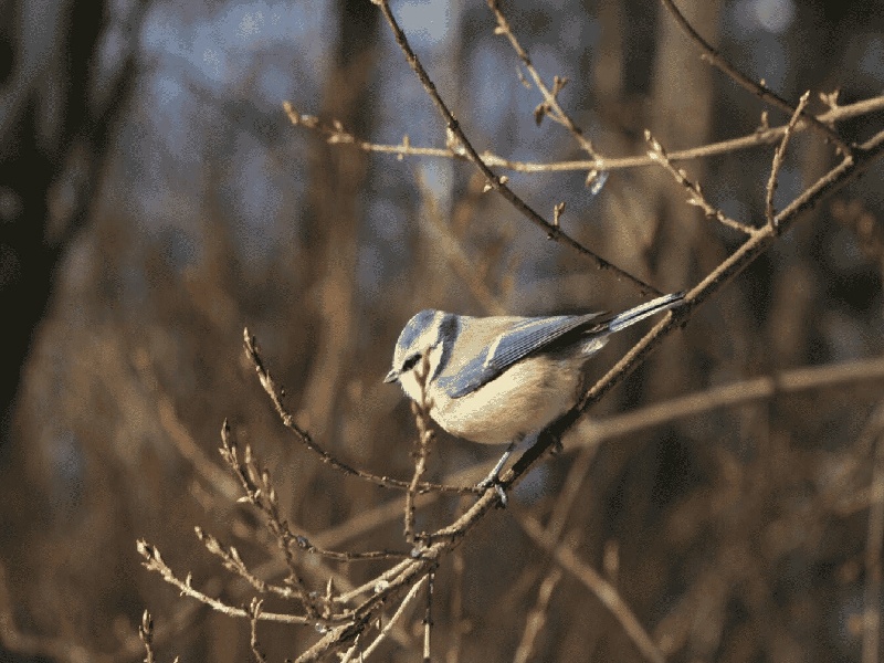 试管十三周流血泰国ibaby医院费用试管为什么双宝
